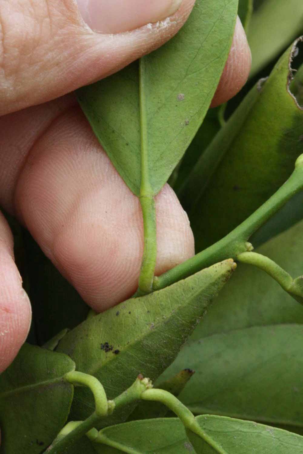              Petiole (Clementina Fina, Riverside, CA)       